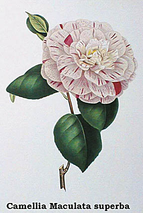 Maculata superba.jpg (32230 Byte)
