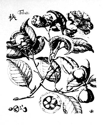 Kaempf2 (1712).jpg (44815 Byte)