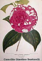 -Camellia Giardino Santarelli.jpg (13628 Byte)