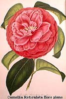 -Reticulata flore pleno.jpg (14419 Byte)