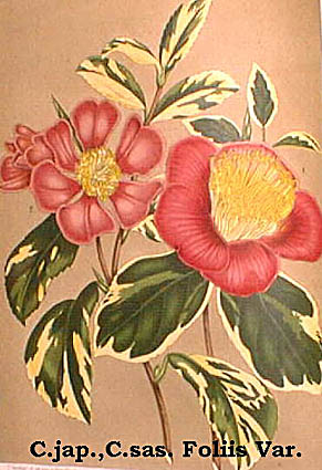 C.Foliis Variegatis.jpg (43736 Byte)
