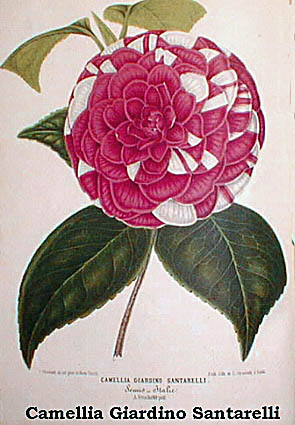 Camellia Giardino Santarelli.jpg (41292 Byte)