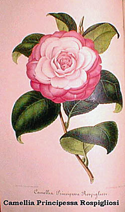 Principessa Rospligiosi.jpg (31979 Byte)