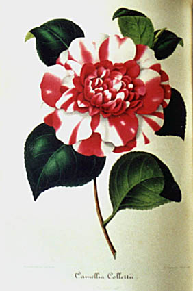 collett.jpg (29308 Byte)