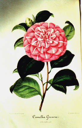 grunone.jpg (30028 Byte)