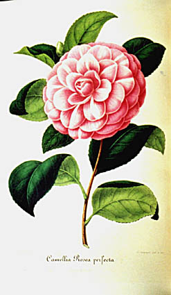 roseap.jpg (30139 Byte)