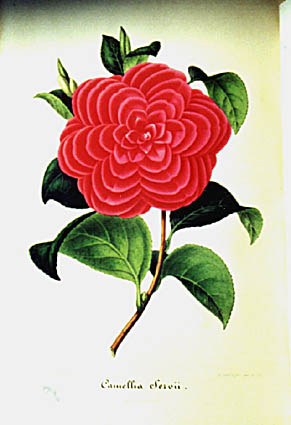 servii.jpg (28939 Byte)