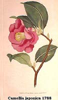 -Camellia japonica 1788.jpg (9550 Byte)
