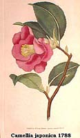 -Camellia japonica 1788.jpg (9550 Byte)