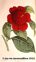 -Camellia japonica v.anemoniflora 1814.jpg (11185 Byte)