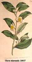 -Thea chinensis 1807.jpg (9195 Byte)
