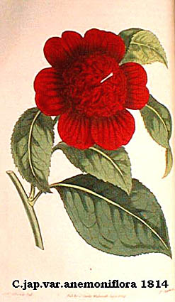 Camellia japonica v.anemoniflora 1814.jpg (32839 Byte)