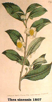 Thea chinensis 1807.jpg (24943 Byte)
