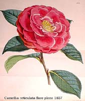 -Camellia retikularis flore pleno 1857.jpg (13946 Byte)