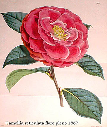 Camellia retikularis flore pleno 1857.jpg (42960 Byte)
