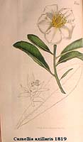 -Camellia axillaris 1819.jpg (7725 Byte)