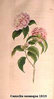 -Camellia sasanqua 1819.jpg (7825 Byte)