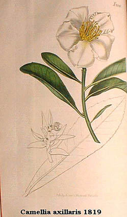 Camellia axillaris 1819.jpg (24846 Byte)