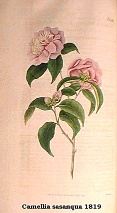 Camellia sasanqua 1819.jpg (26265 Byte)