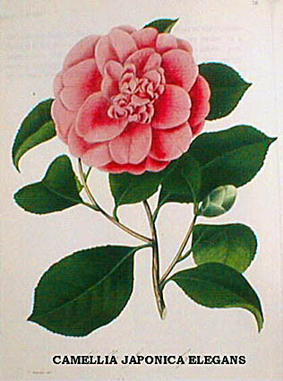 CAMELLIA JAPONICA ELEGANS.jpg (37662 Byte)