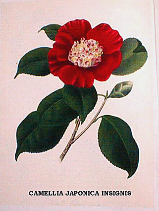 CAMELLIA JAPONICA INSIGNIs.jpg (34561 Byte)