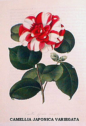 CAMELLIA JAPONICA VARIEGATA.jpg (32781 Byte)