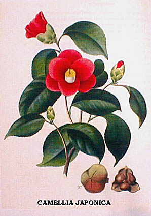 CAMELLIA JAPONICA.jpg (34743 Byte)