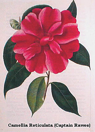 CAMELLIA RETICULATA.jpg (31608 Byte)