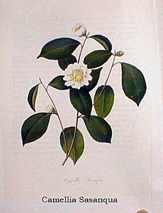 CAMELLIA SASANQUA.jpg (35482 Byte)