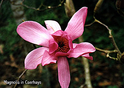 cornw8ho.jpg (32154 Byte)