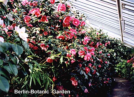 Botanga5.jpg (67403 Byte)