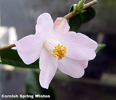 cornisho.jpg (35789 Byte)