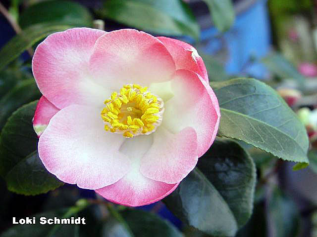 LOKISCHO.JPG (22544 Byte)