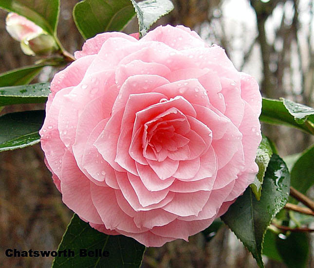 chatswor.jpg (27703 Byte)