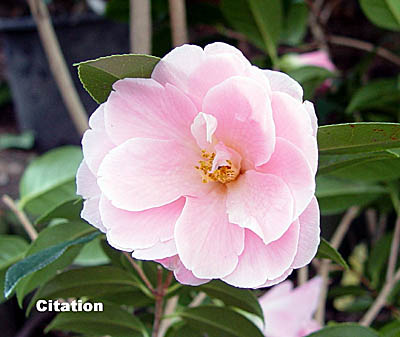 citation.jpg (30927 Byte)
