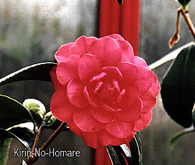 KIRIN-HO.JPG (38737 Byte)