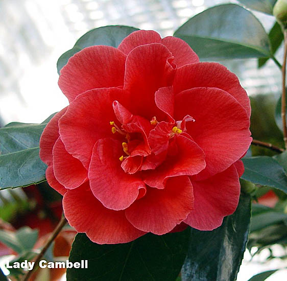 ladycho.jpg (29121 Byte)