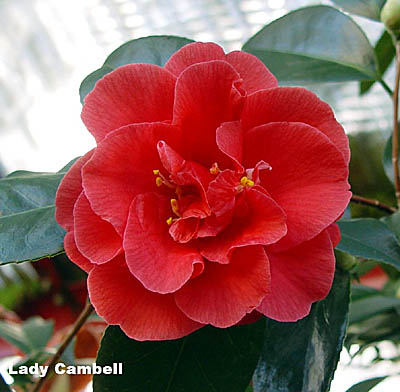 ladycho.jpg (29121 Byte)