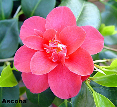 asconaho.jpg (24249 Byte)