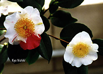 kyoni1ho.jpg (28412 Byte)