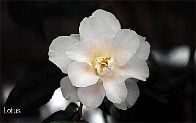 lotusho.jpg (16191 Byte)