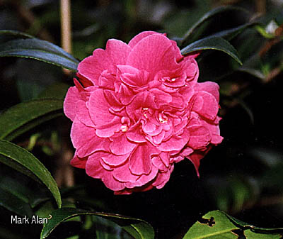 markaho.jpg (39047 Byte)