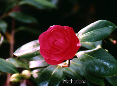 mathotho.jpg (25059 Byte)