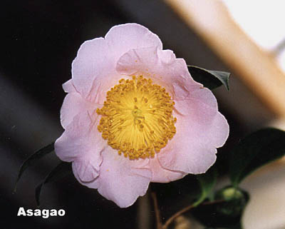 asagao.jpg (23169 Byte)