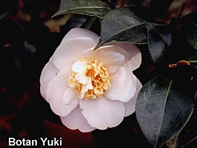 botanyu.jpg (24696 Byte)