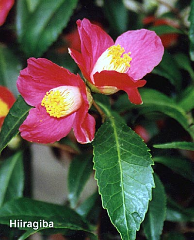 hiiragi.jpg (49662 Byte)