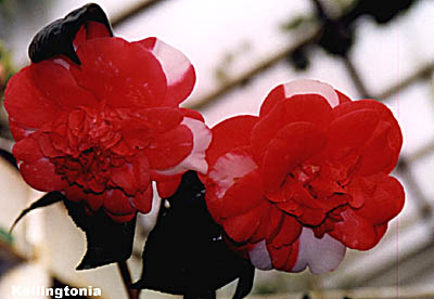 kelling.jpg (27405 Byte)